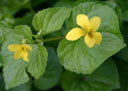 Viola glabella flowers