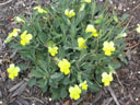 Viola stojanowii