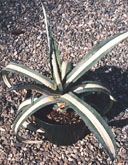 Agave americana medio-picta alba