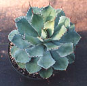 Agave parryi var. truncata