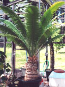 Dioon spinulosum