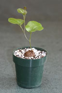 Dioscorea elephantipes