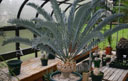 Encephalartos horridus