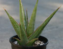 Sansevieria pinguicula