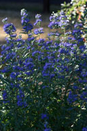 Caryopteris 'Dark Knight' shrub