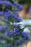 Caryopteris 'Dark Knight' flowers