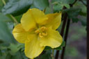 Fremontodendron californicum flower