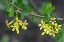 Ribes aureum